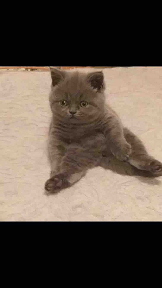 çok uyguna iyi paketleme ile orijinal mama 👍🏻👍🏻 çok teşekkürler