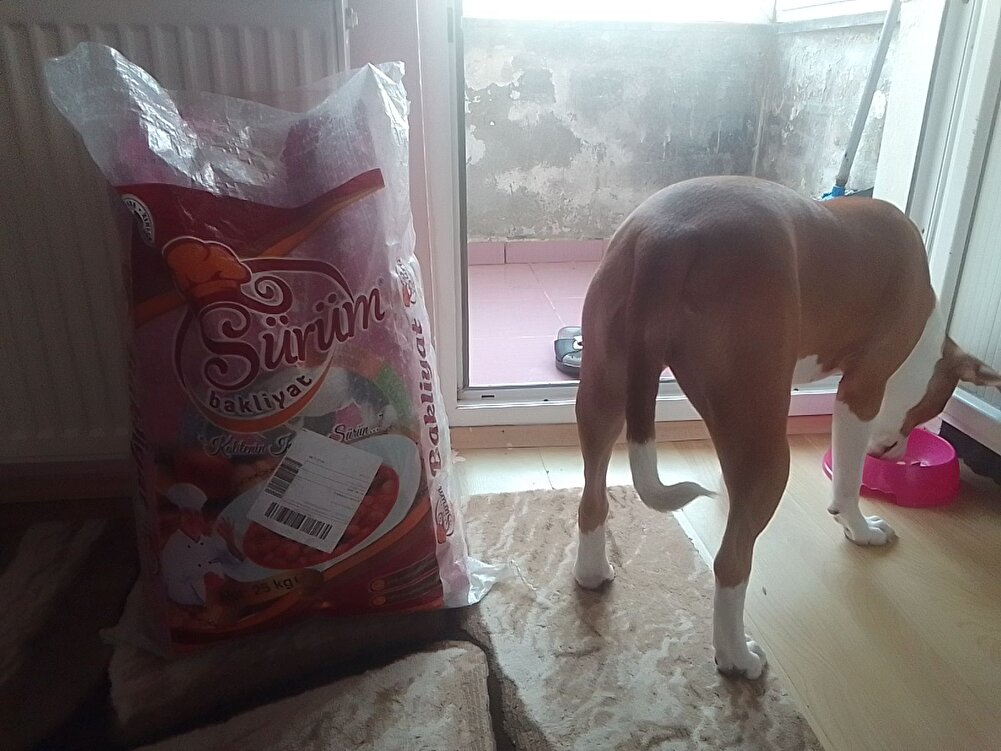 mama mukemel köpeğim bayıldı