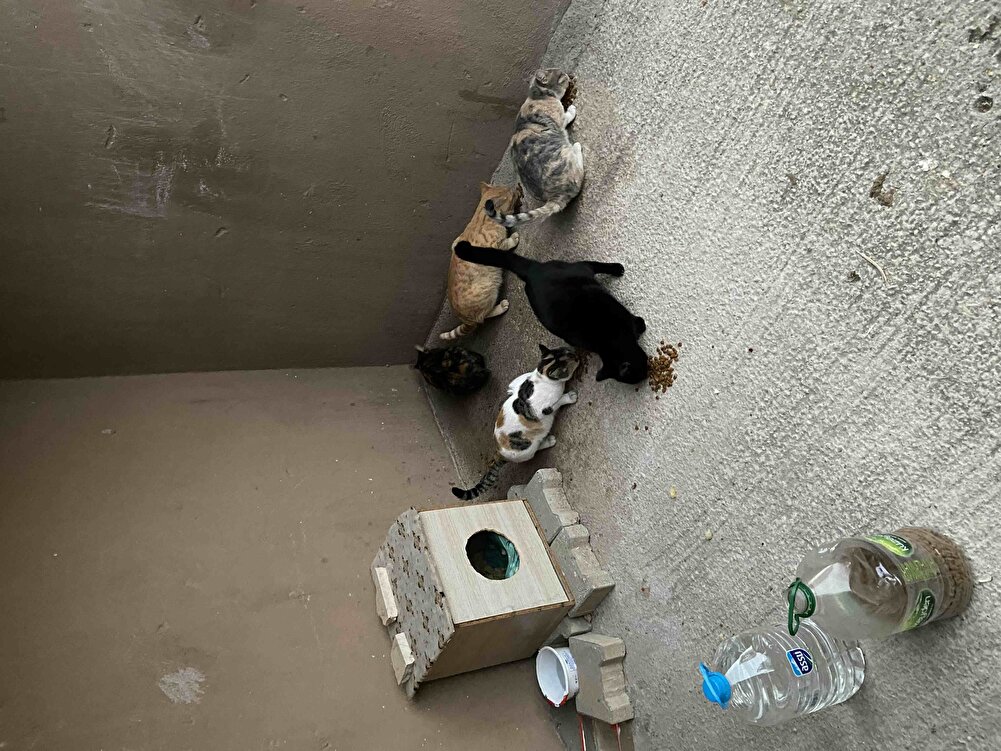 Sokak kedileri için alıyorum.Severek yiyorlar.