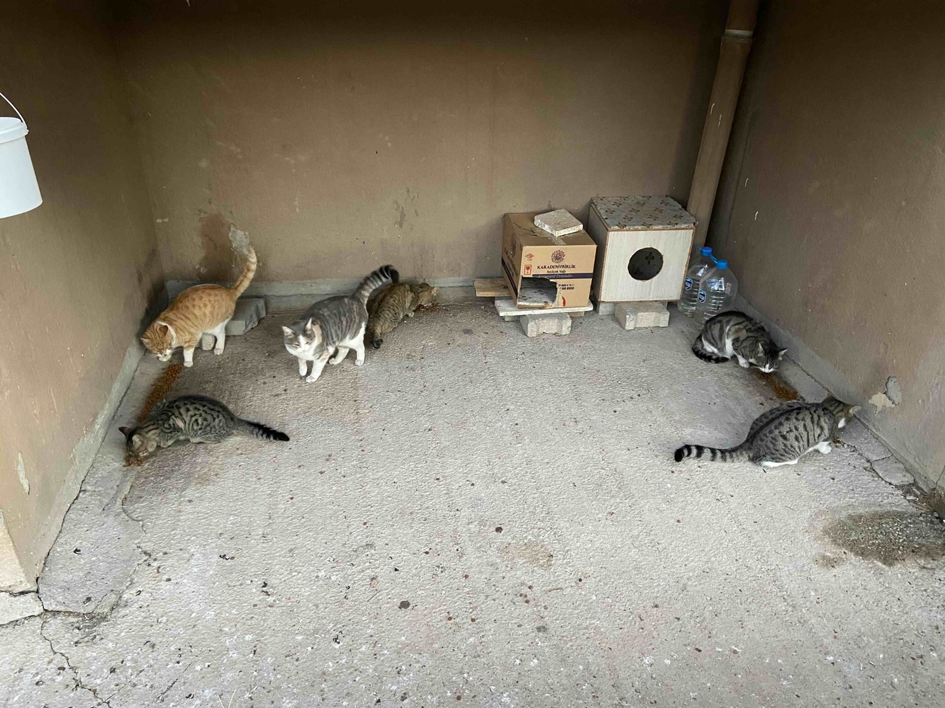 Sokak kedileri için alıyorum.Severek yiyorlar.