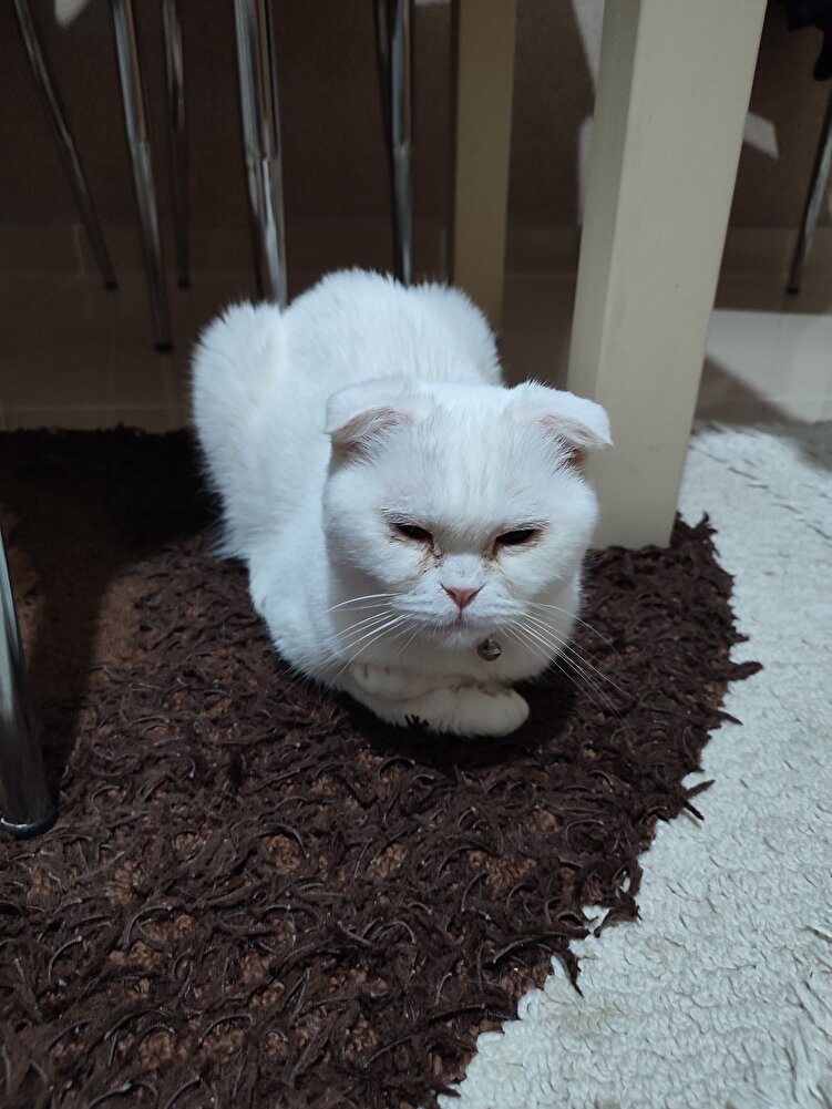 kedimiz severek yiyor 😍 güzel paketleme ile teslim aldık teşekkürler ☺