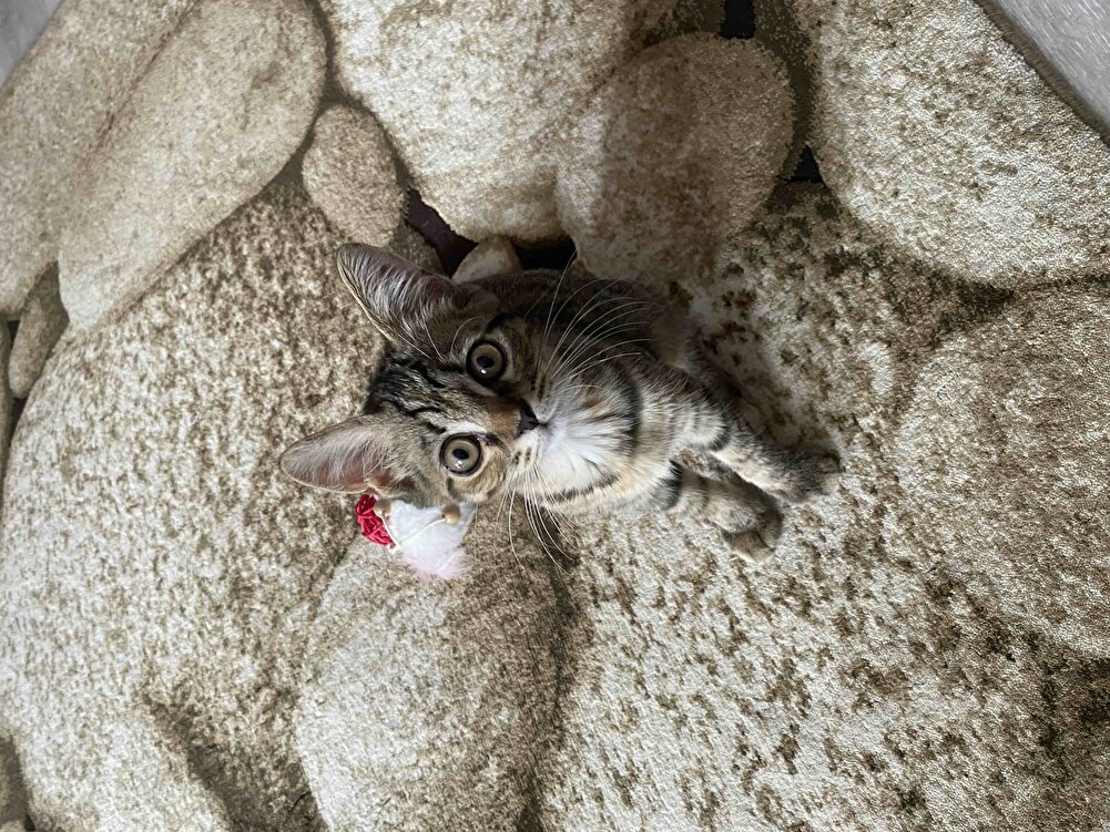 Hemen kargoya verildi . Kedimin favorisi