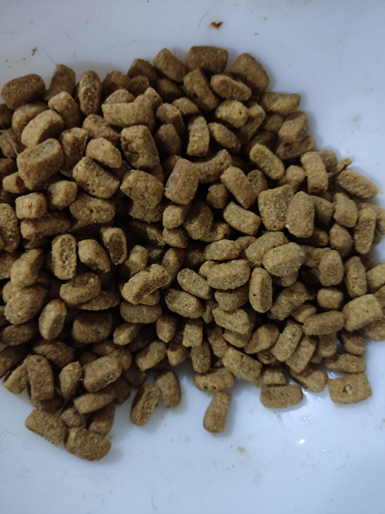 kedilerim severek yiyor