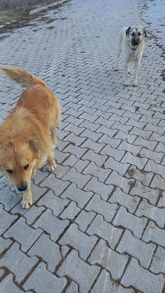 köpeklerim severek yiyor