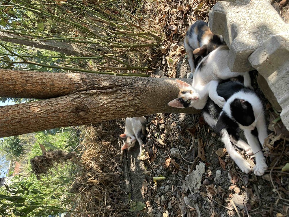 Sokaktaki kedilerim severek yiyor