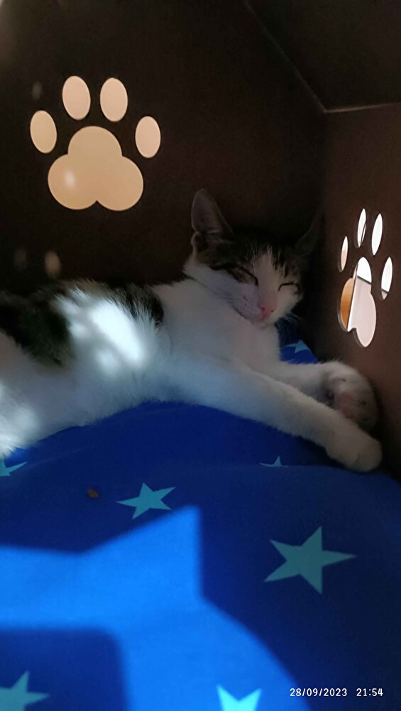 kedimiz severek yedi