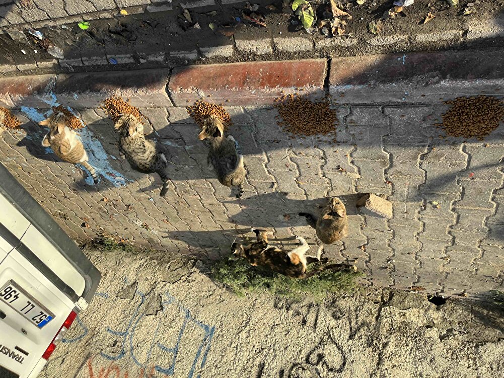 sokaktaki canlar severek yiyor insta @patiperileri01 🐾