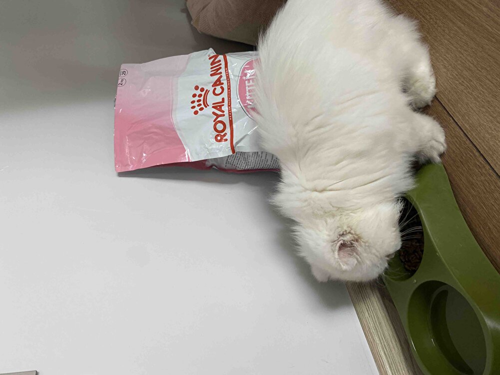 Kedim çok sevdiii 🐾