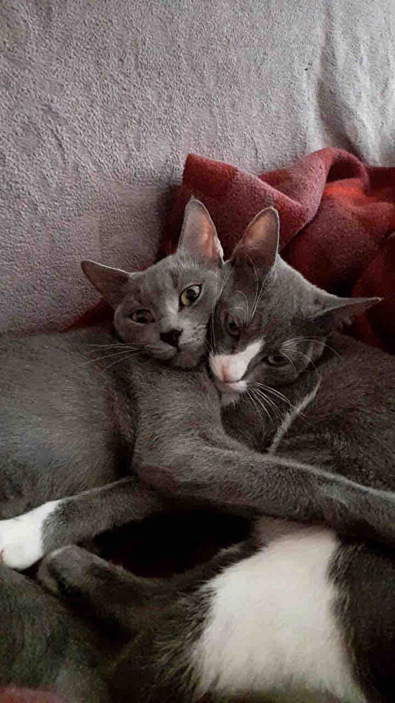 Kedilerim beğenerek yiyor 🫶🏻