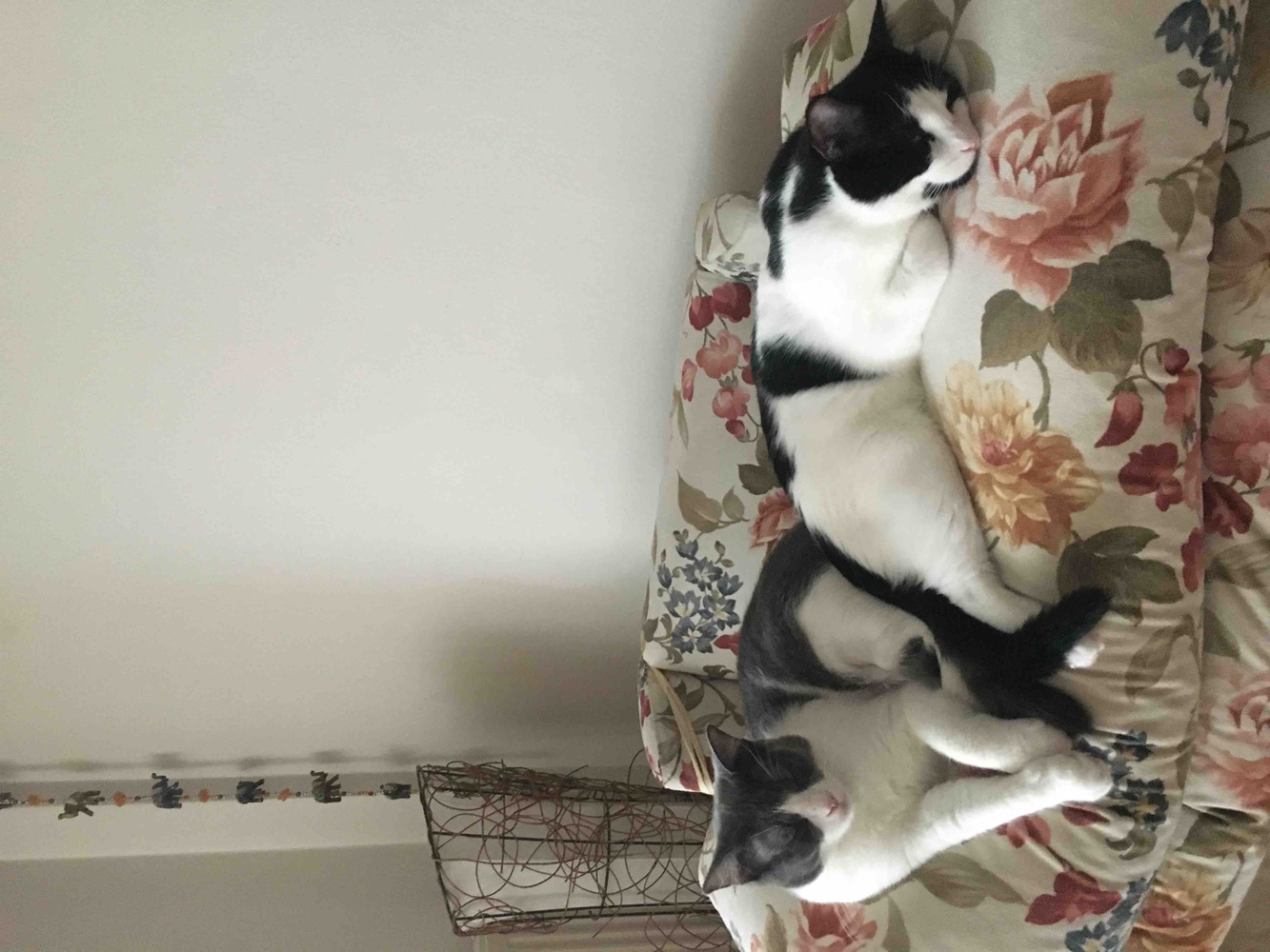 Her zaman kullandığımız mama. Kedilerimde bende memnunuz 😂