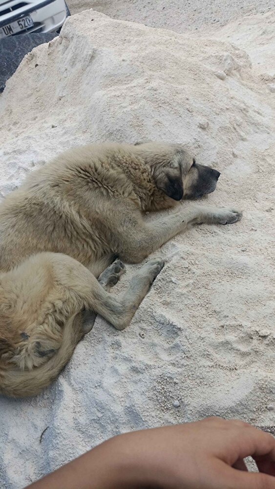 Aslan parçası için aldım bayıldııı