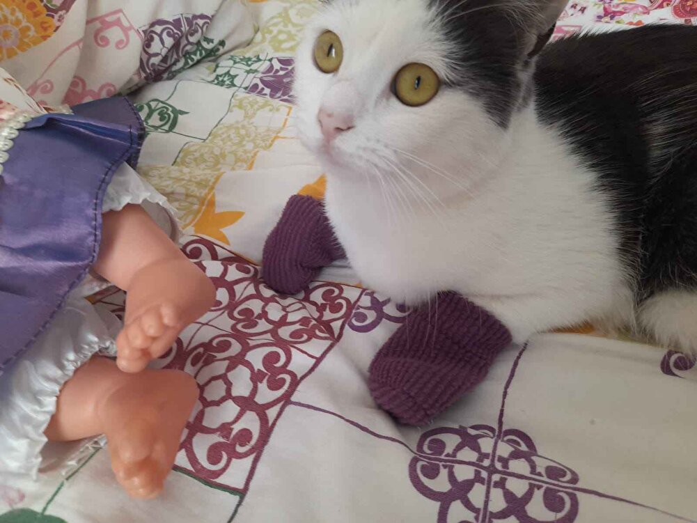 kedilerim çok memnun severek yiyorlar