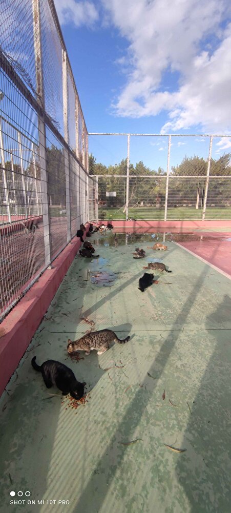 Sokak canlılarının çok severek yediği bir ürün, herkese tavsiye ederim.