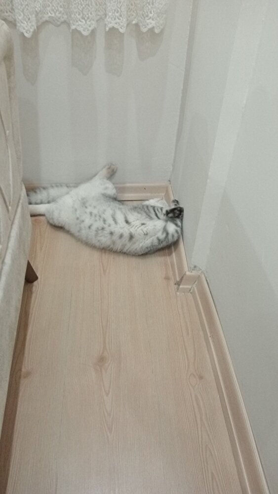kedimiz cok severek yiyor 1 aydan beri bu mamayi kullaniyor suanda 9 aylık