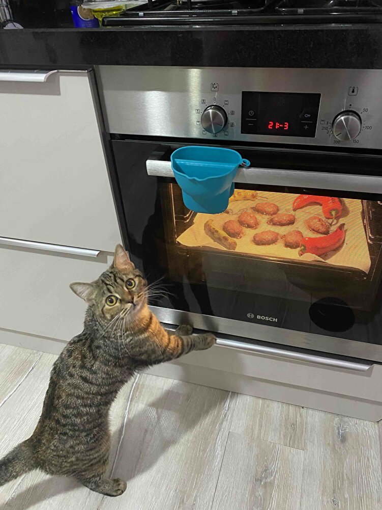 Hemen kargoya verildi . Kedimin favorisi