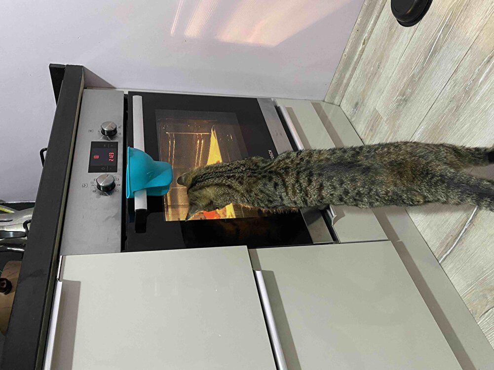 Hemen kargoya verildi . Kedimin favorisi