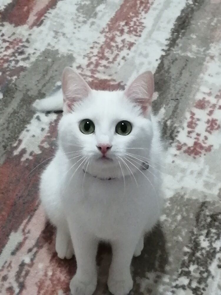 çok iyi bir mama yemeyen bir kedi bile yok