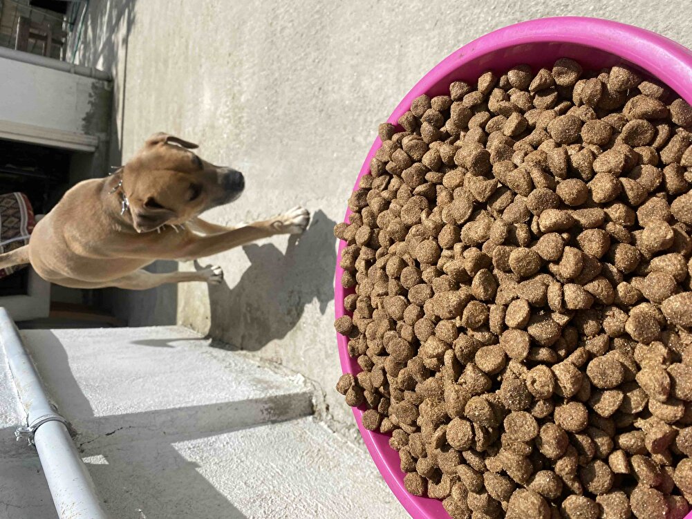 Ürün güzel kendi köpeğimde sokaktaki canlarda severek yiyor fiyat performans ürünü