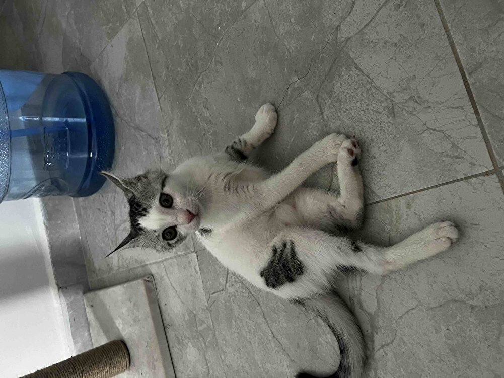 Kedimiz severek yiyor tavsiye ederiz 🙏🏼