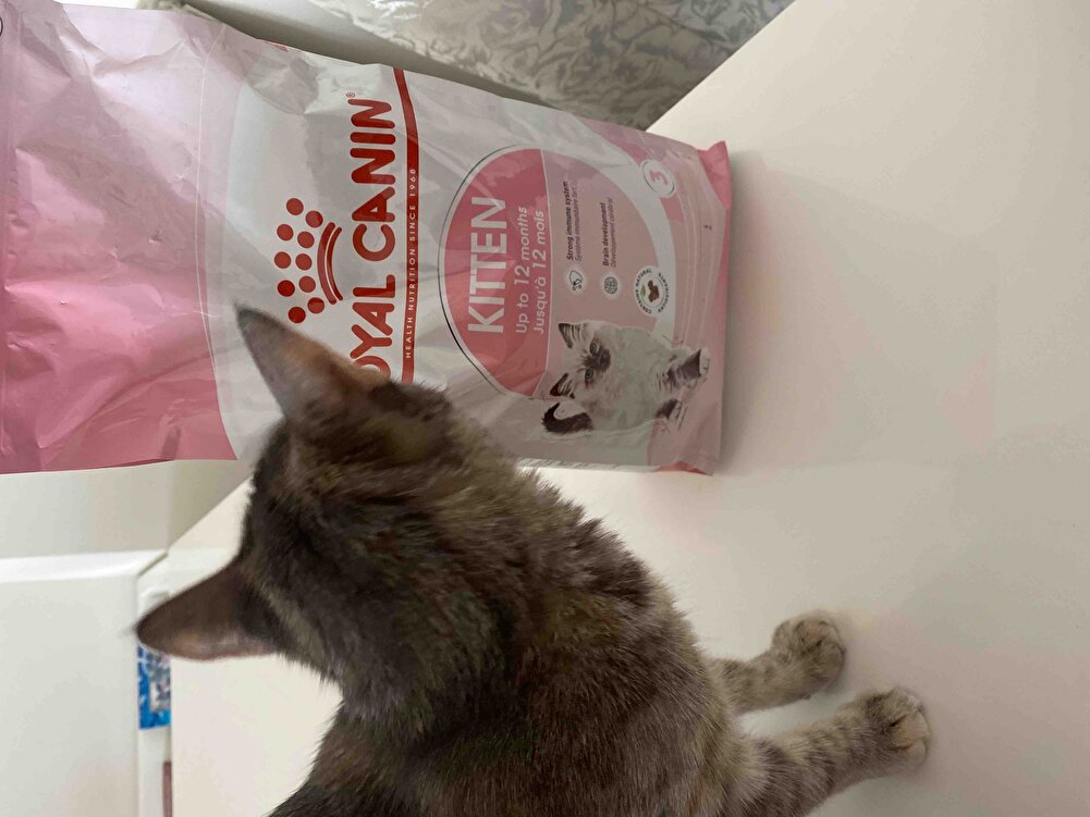 İlk kez kullanıcaz umarım kedim sever