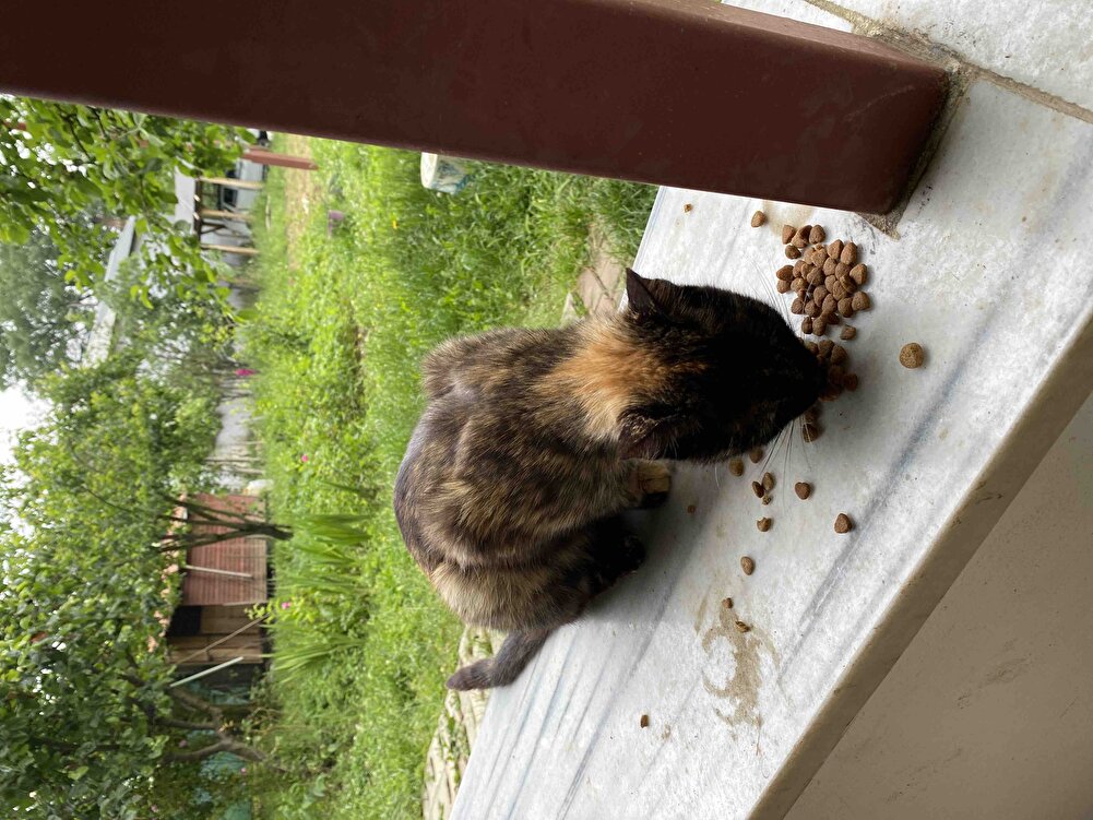 Bahçedeki kedilerimiz afiyetle yedi. Kücüklerede ezip verdik yediler.