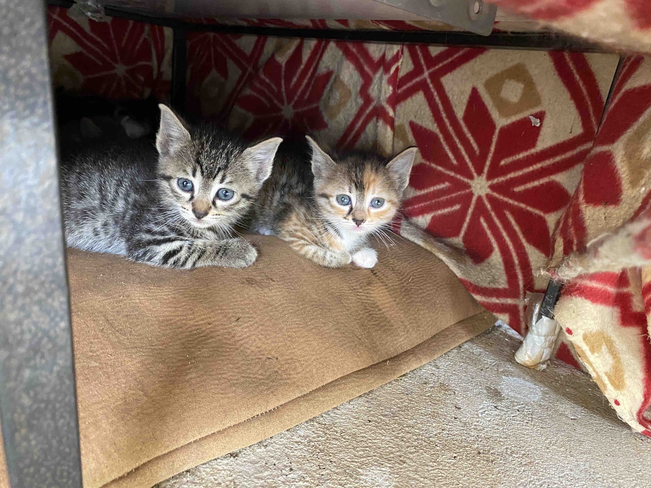 Bahçedeki kedilerimiz afiyetle yedi. Kücüklerede ezip verdik yediler.