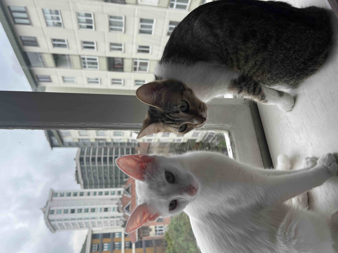 Sokak kedileri icin aldim