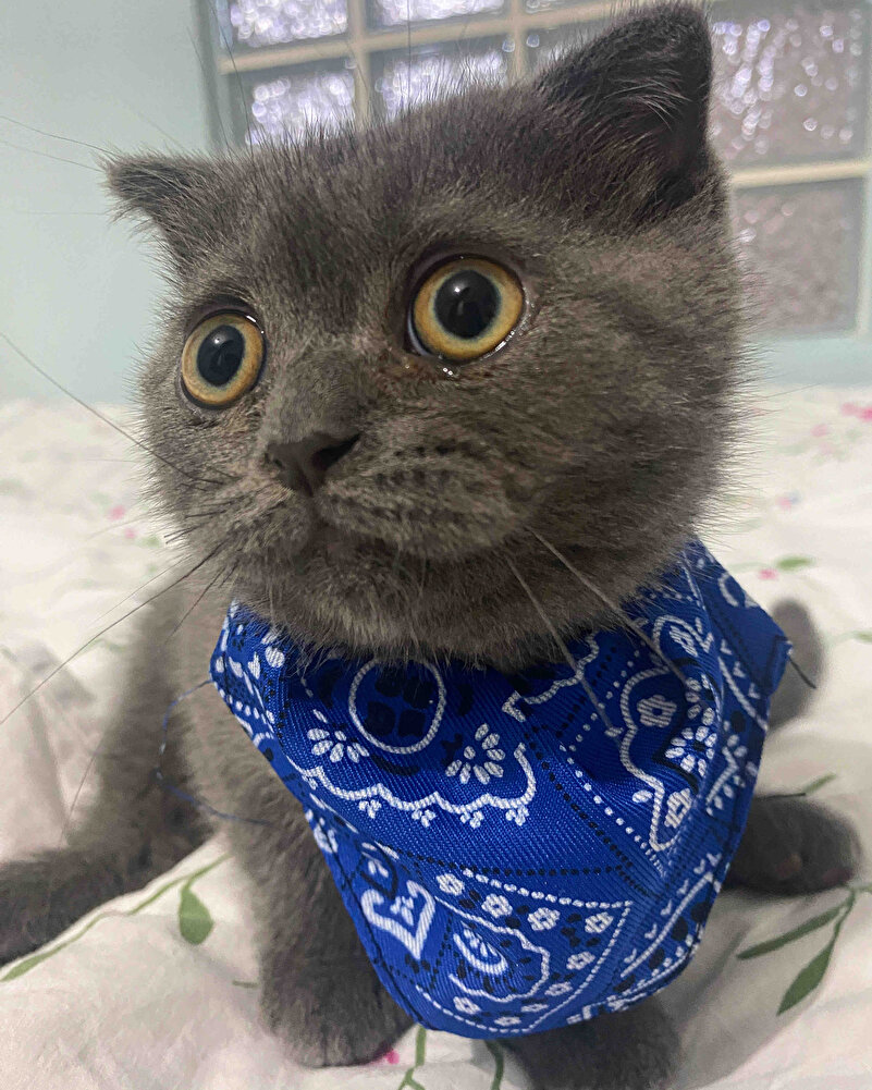 En sevdiğim mama kedim çok seviyor
