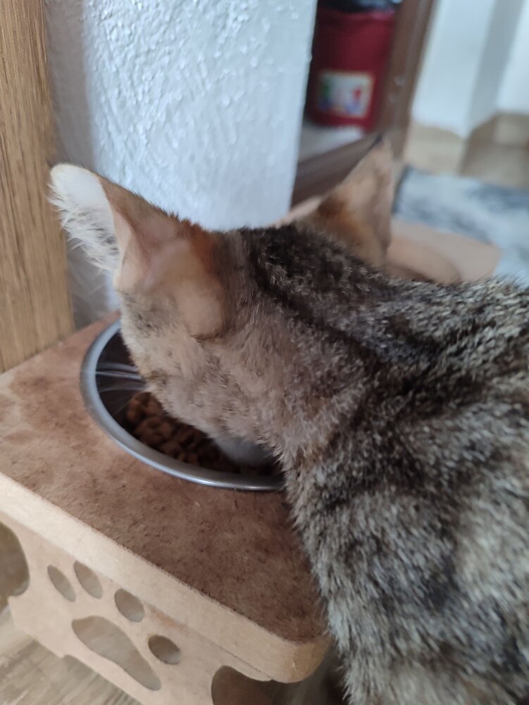 Kitten mamaya yeni geçtik. Kızım severek yiyor :)
