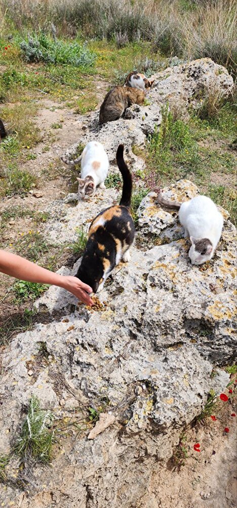 ben sokak kedileri için aldım sevdiler. teşekkürler umarım güzel indirim gelir sokaktaki canlar için stok yaparım.  bu fiyatlarla beslemek çok zor oluyor 🐾🐾🐾🐾🐾🐾🐾🐾🐾🐾🐾🐾🦡