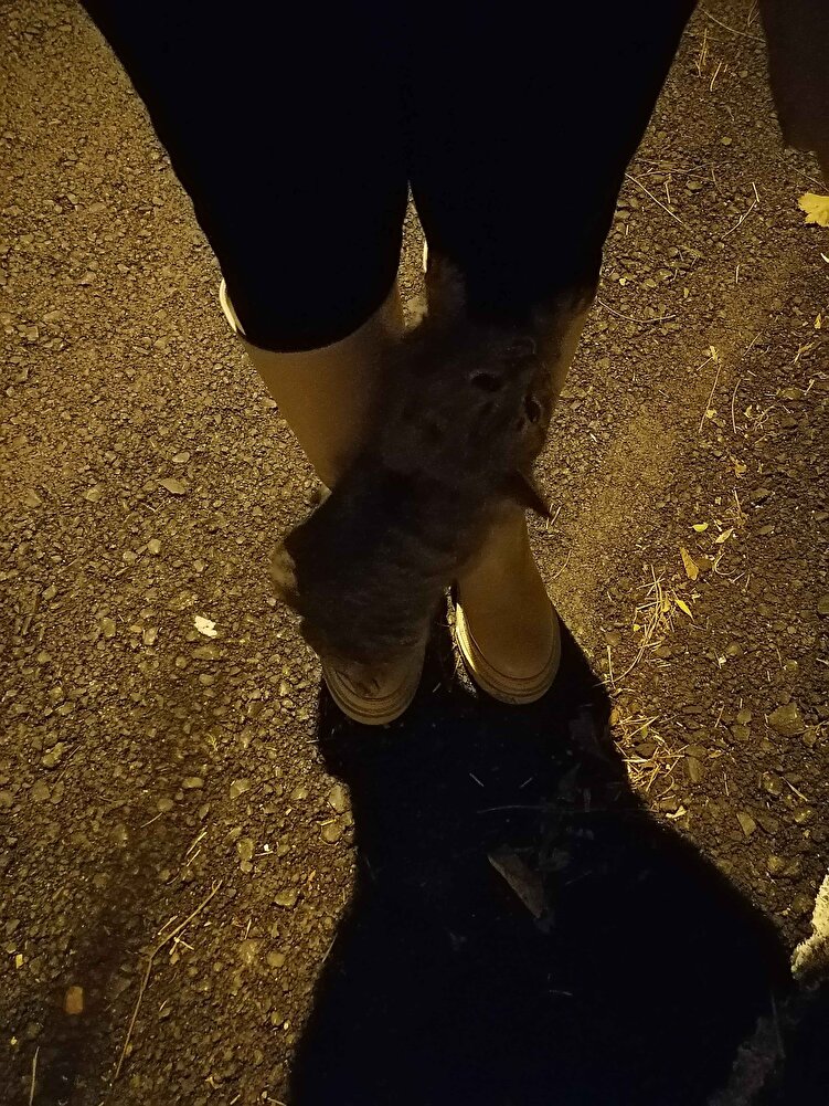 Sokaktaki bebişlerime veriyorum 🤍 çok severek yiyorlar