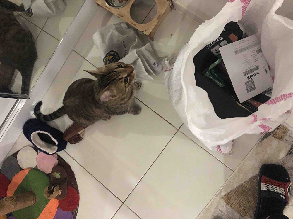 Mia  bunu sevdi ayrıca Hızlı geldi paketlemede güzel teşekkürler.