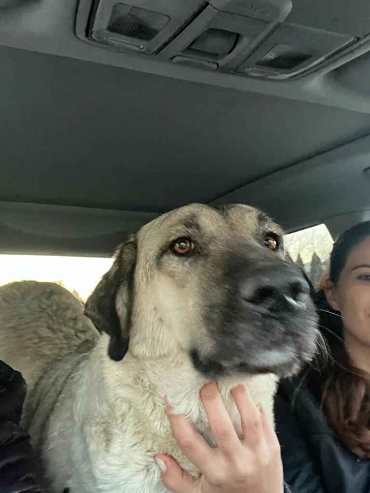 sokak köpekleri için alıyorum severek yiyorlar