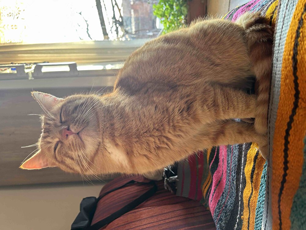 Bahçedeki canım kedime ve dayısına ve kuzenlerine aldım afiyetle yiyorlar🐱