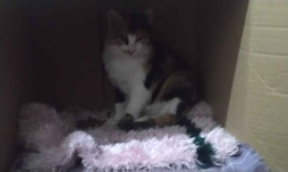 Ürün güzeldi kedilerimz beğendi