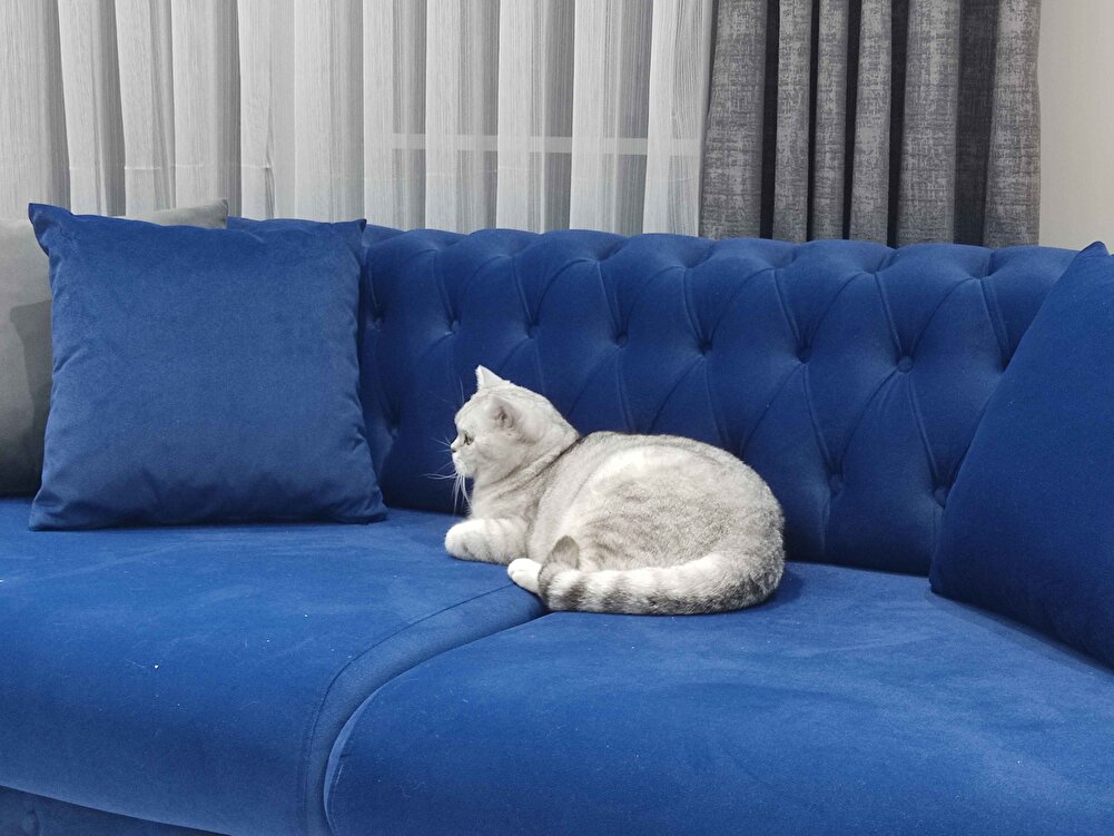 Beğendik ama biraz pahalı