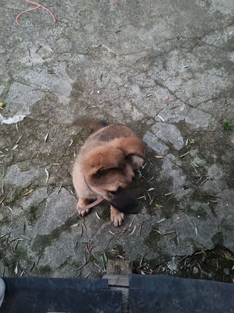 Sahiplendiğim köpeğim; 