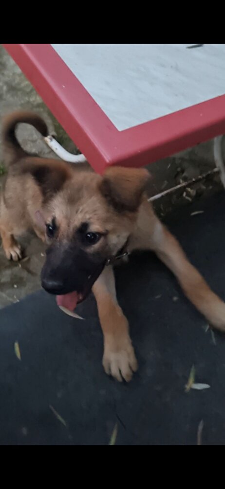 Sahiplendiğim köpeğim; 