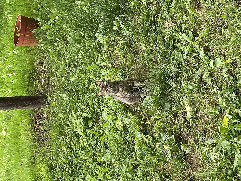 Bahçedeki kedilerimiz afiyetle yedi. Kücüklerede ezip verdik yediler.