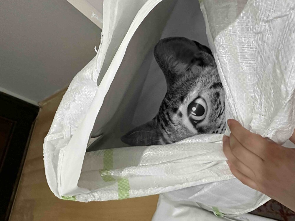 Sağlam paketleme.kedim her zaman severek yiyiyor