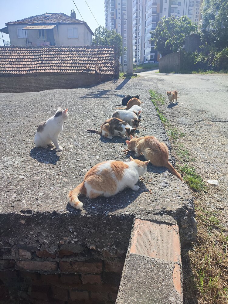 benim sokaktaki minnoslar severek yiyor teşekkürler