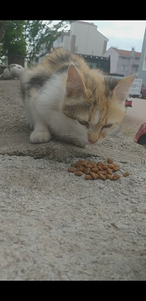 Sokakta beslediğim kedilerim için aldım severek yiyorlar