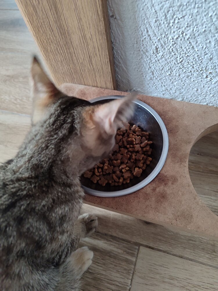 Kitten mamaya yeni geçtik. Kızım severek yiyor :)