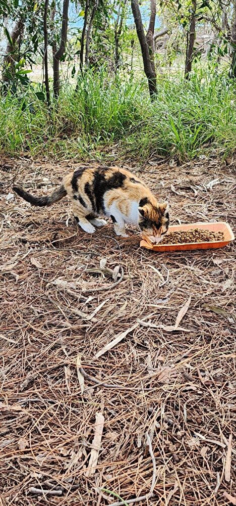 ben sokak kedileri için aldım sevdiler. teşekkürler umarım güzel indirim gelir sokaktaki canlar için stok yaparım.  bu fiyatlarla beslemek çok zor oluyor 🐾🐾🐾🐾🐾🐾🐾🐾🐾🐾🐾🐾🦡
