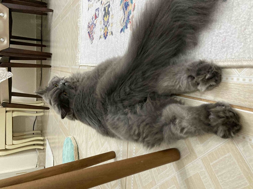 Bu son alışım malesef diyet yapmamız gerek 🥹