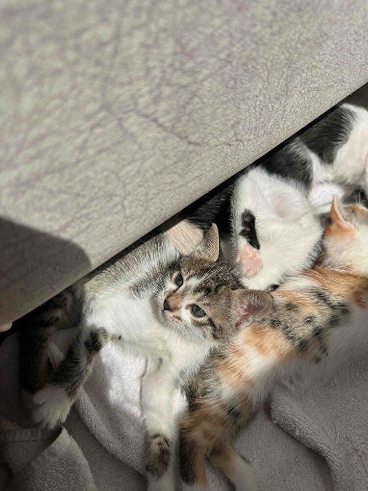 Öncesinde brit care kullanıyordum baktım fiyatlar uçmuş royal canine yaklaşmış royal alayım dedim. Gece verme fırsatım oldu vermez olaydım sabaha kadar fink fink tepişip durdular enerjileri fazlalaştı 6 kedimde severek yedi