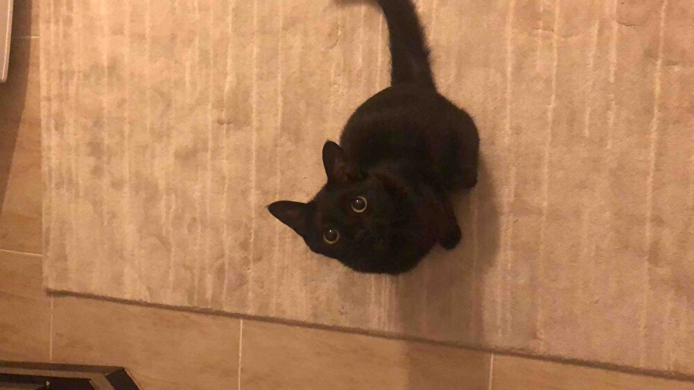 teşekkürler kedim seviyor 10 kg alınca daha karlı oluyor