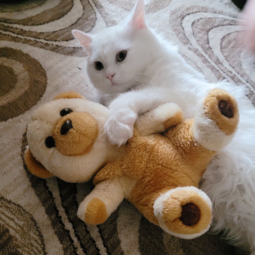 kedimin vazeçilmezi