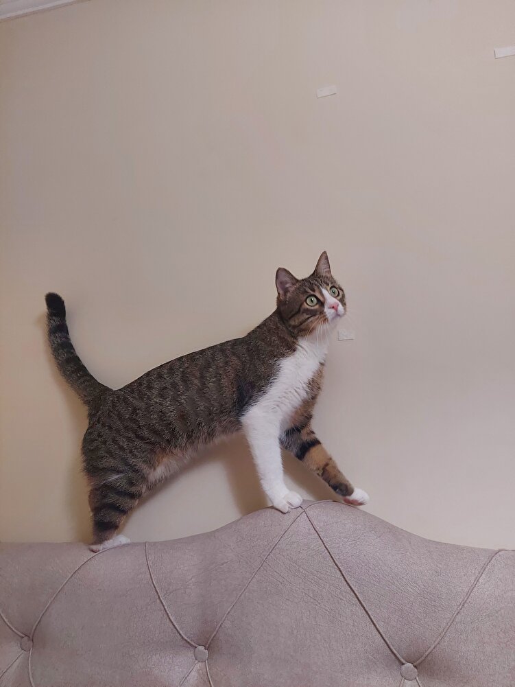 kedim çok seviyor hızlı teslimat teşekkürler