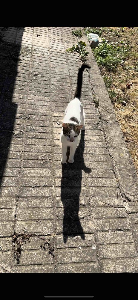 Sokak hayvanları için aldım severek yiyorlar